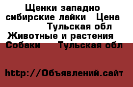 Щенки западно- сибирские лайки › Цена ­ 10 000 - Тульская обл. Животные и растения » Собаки   . Тульская обл.